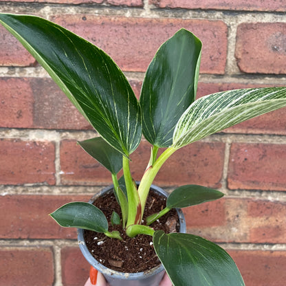 Philodendron Birkin