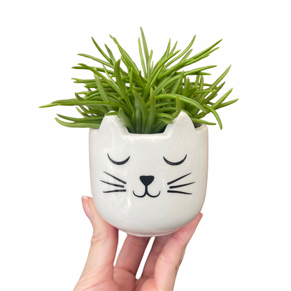 Cat's Whiskers Mini Plant Pot
