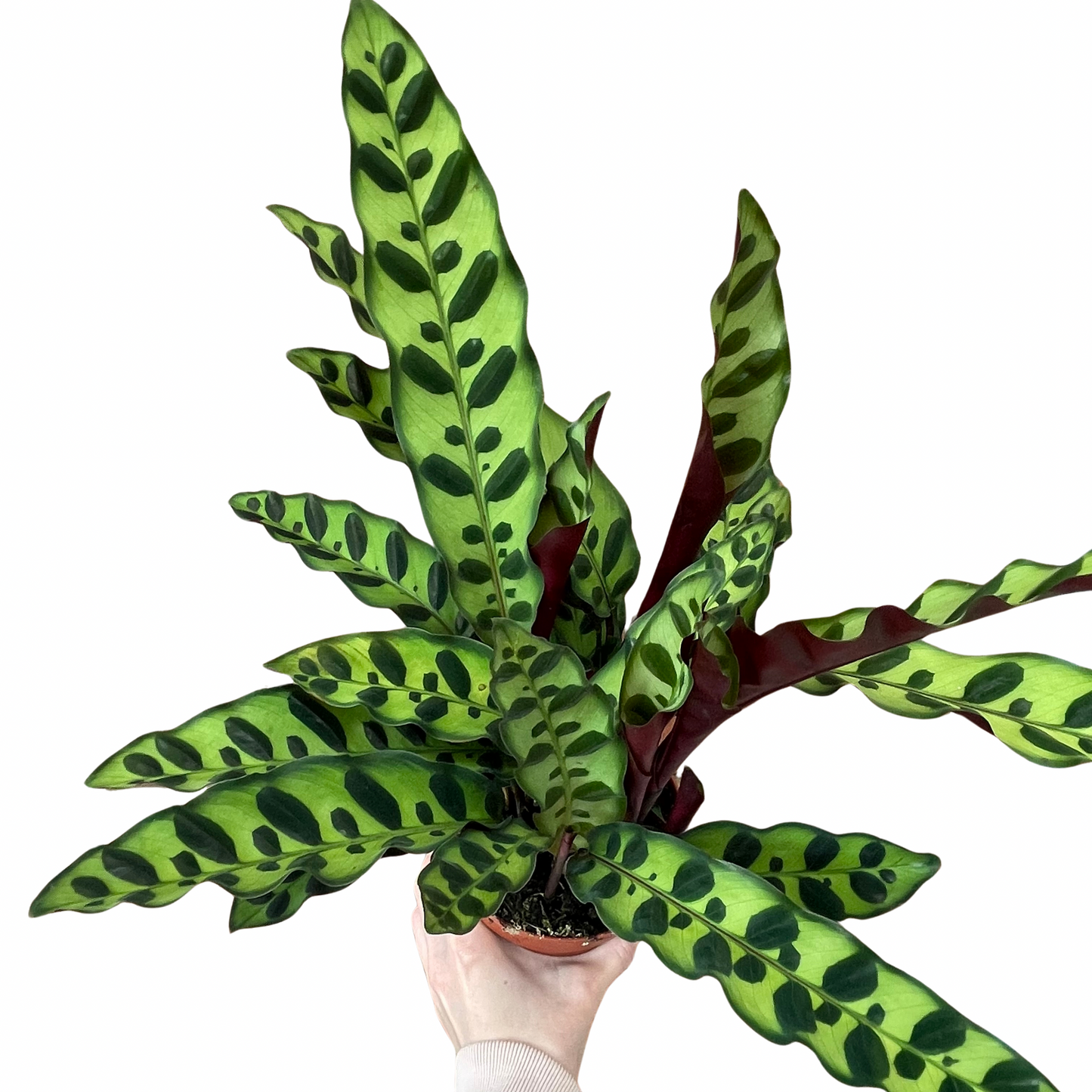 Calathea Lancifolia Rattlesnake