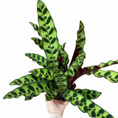 Calathea Lancifolia Rattlesnake