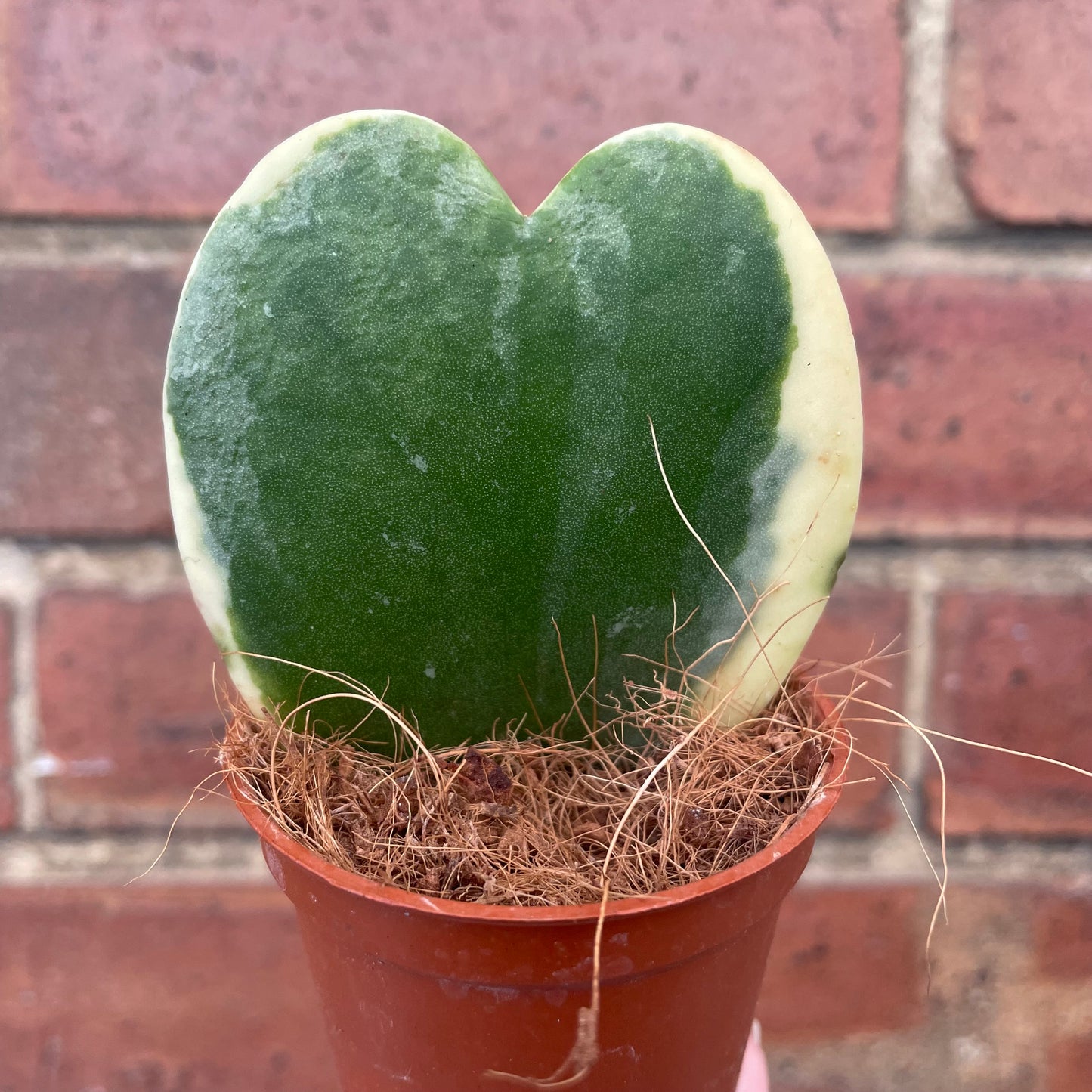 Variegated Hoya Kerrii Sweetheart Plant