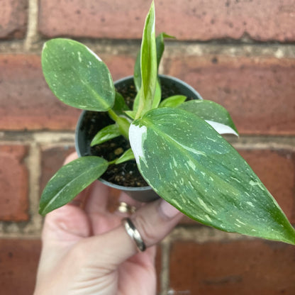 Baby Philodendron White Princess