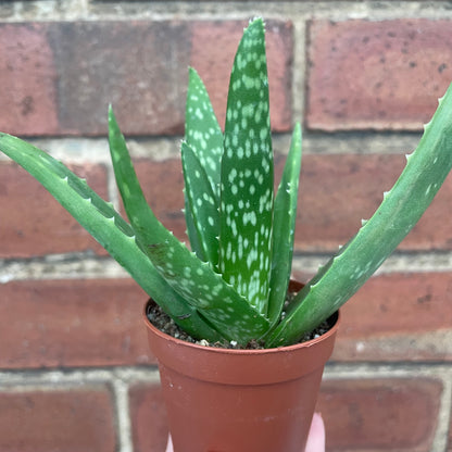 Baby Aloe Vera Plant