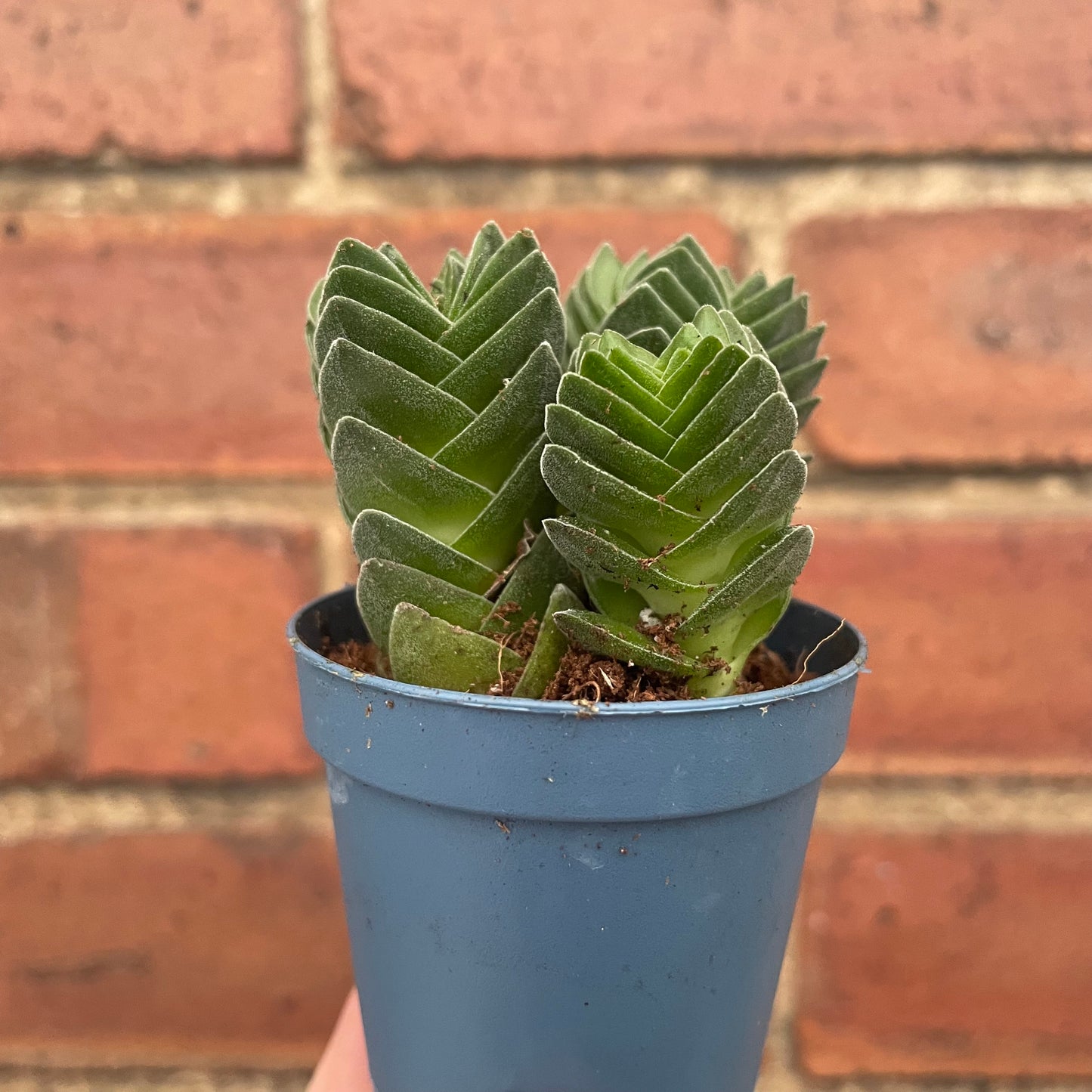 Crassula Buddha's Temple