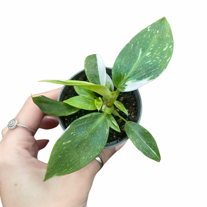 Baby Philodendron White Princess