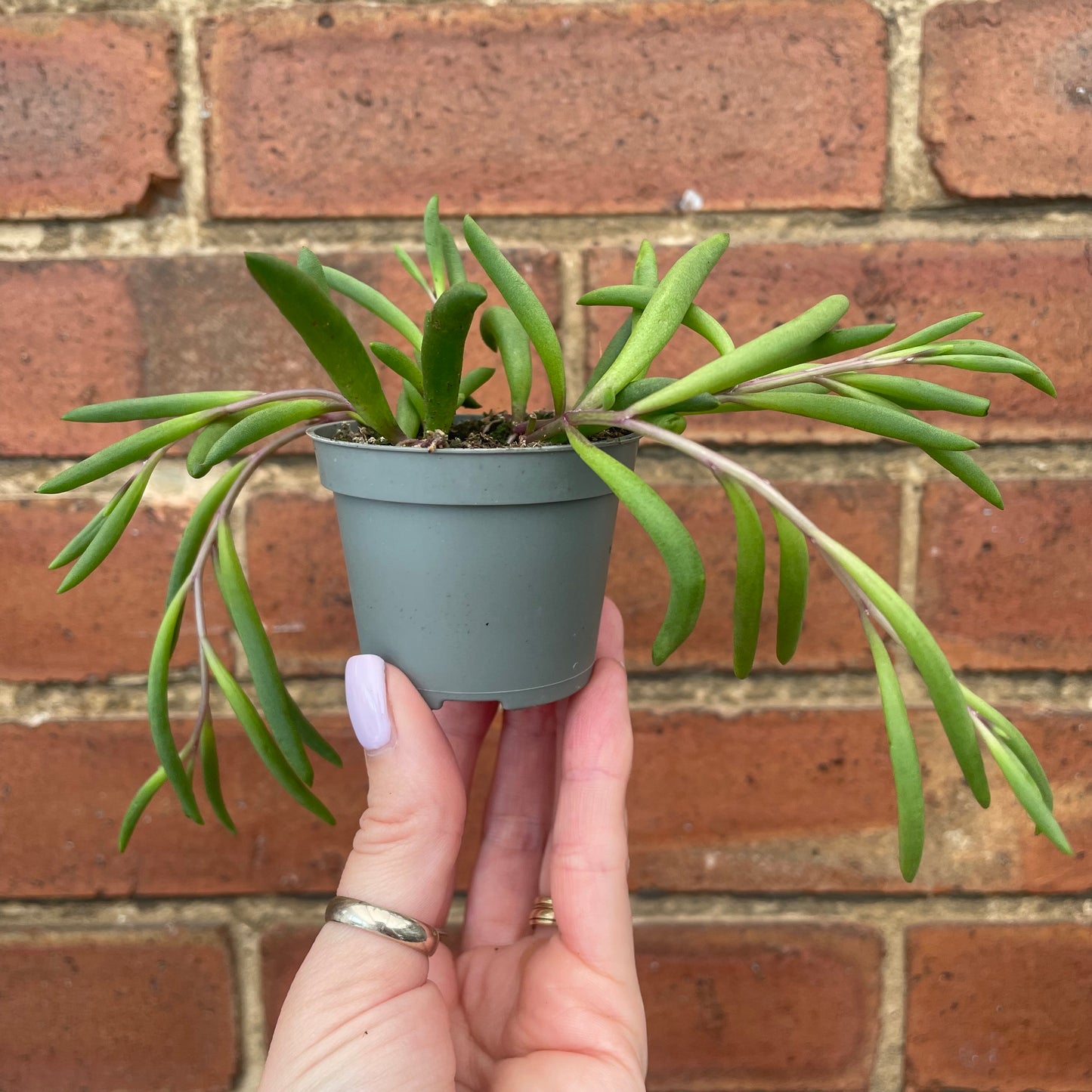 Baby Senecio 'Purple Flush'