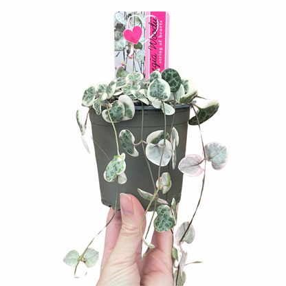 Variegated String of Hearts Ceropegia Woodii 8cm