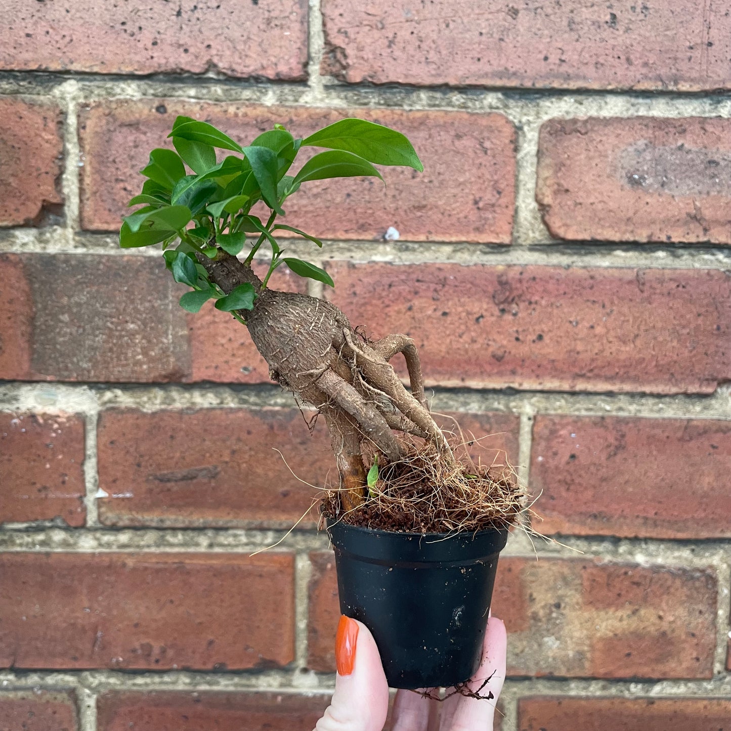 Baby Ficus Ginseng Bonsai Tree