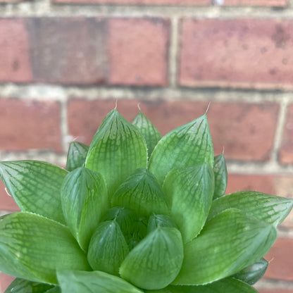 Baby Haworthia Cooperi