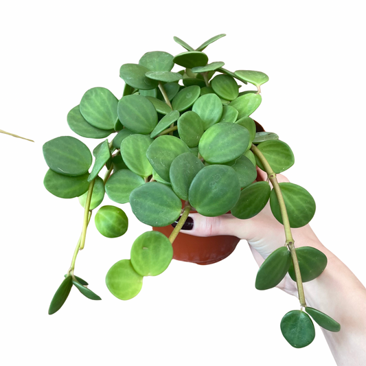 Peperomia Hope 12cm