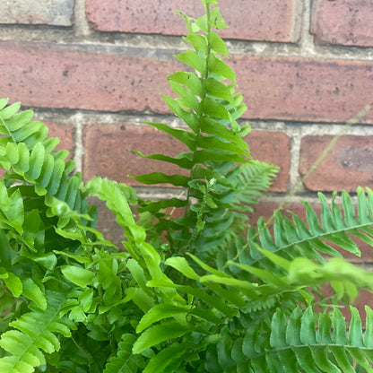 Boston Fern Fluffy Ruffles