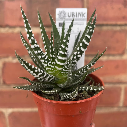 Haworthia Fasciata Alba Succulent Zebra Plant