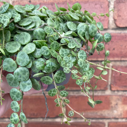 Peperomia Prostrata/String Of Turtles