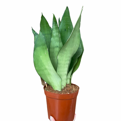 Sansevieria Moonshine Snake Plant