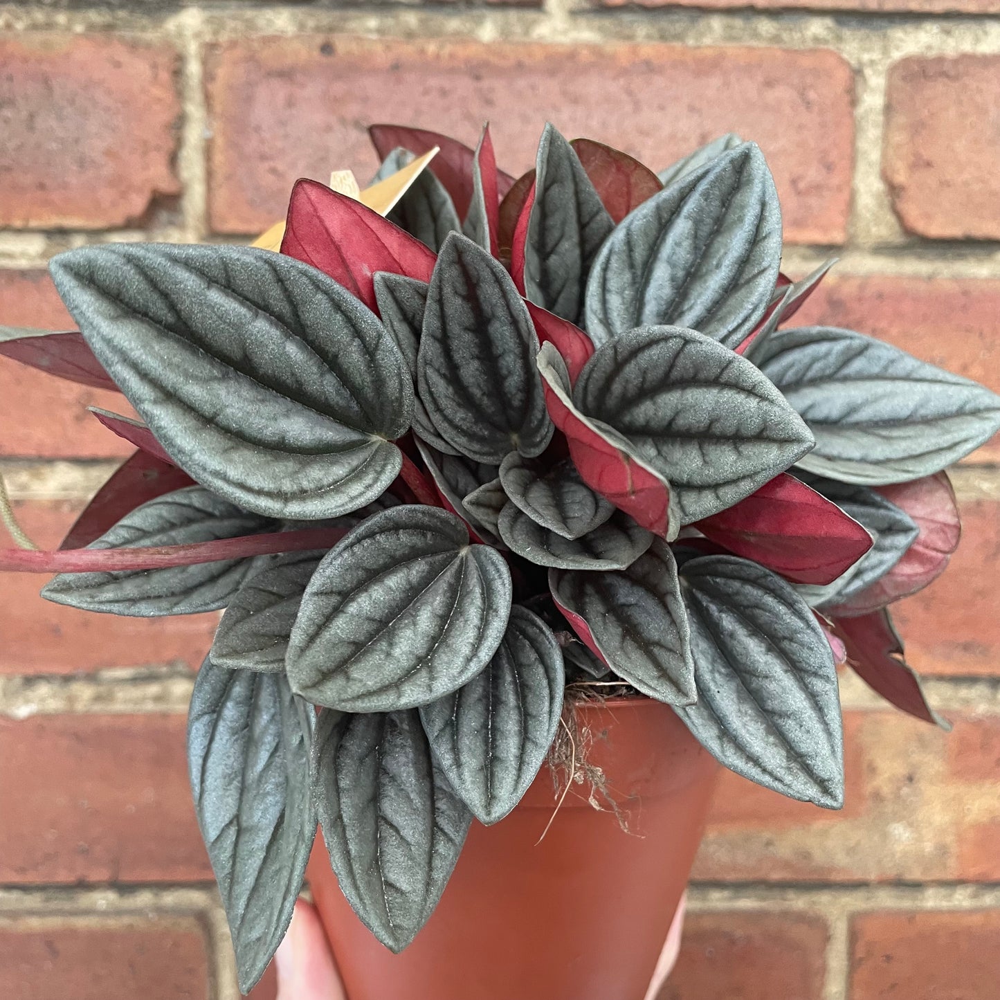 Peperomia Caperata Santorini 12cm pot