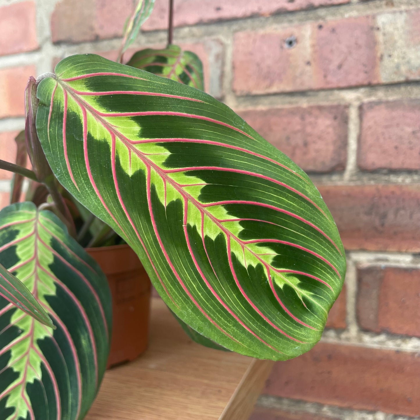 Maranta Fascinator Prayer Plant