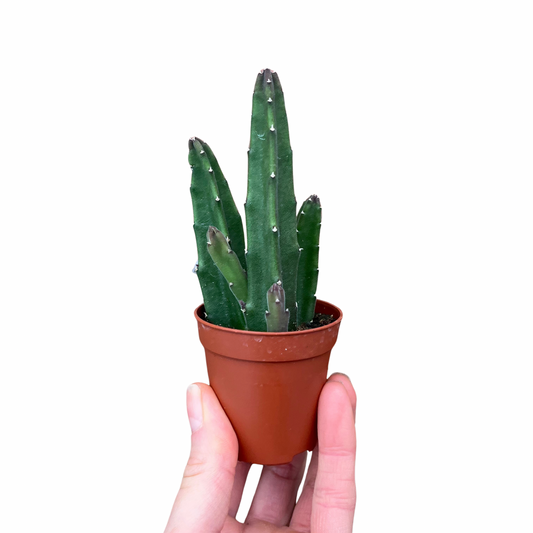 Baby Stapelia Gigantea