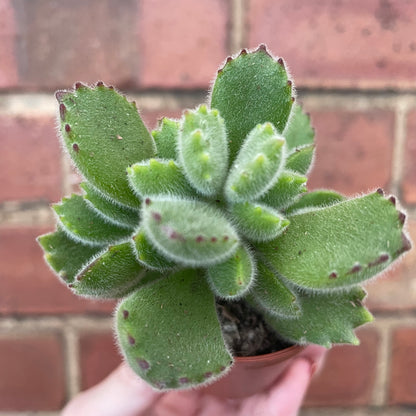 Baby Bear Paw Cotyledon Tomentosa