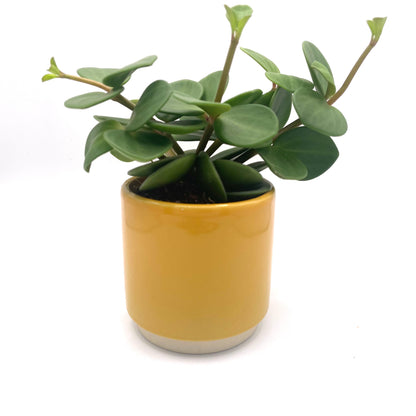 Mustard Yellow Mini Plant Pot-7cm