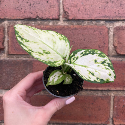 Baby Aglaonema Snowflake