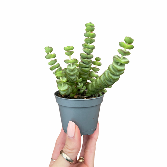 Crassula Marnieriana 'Hottentot'