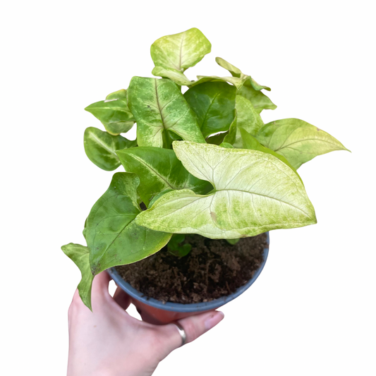 Syngonium Podophyllum ‘Mango Allusion’