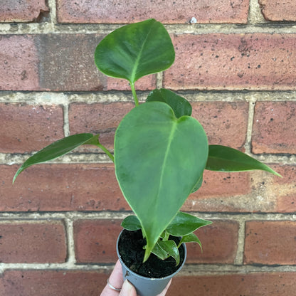 Baby Monstera Deliciosa Swiss Cheese Plant