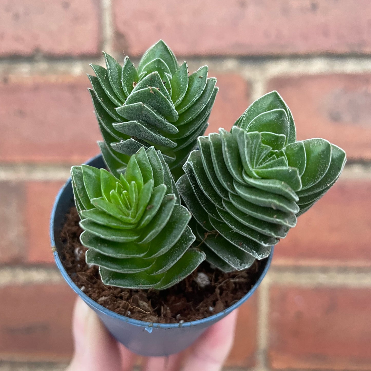 Crassula Buddha's Temple