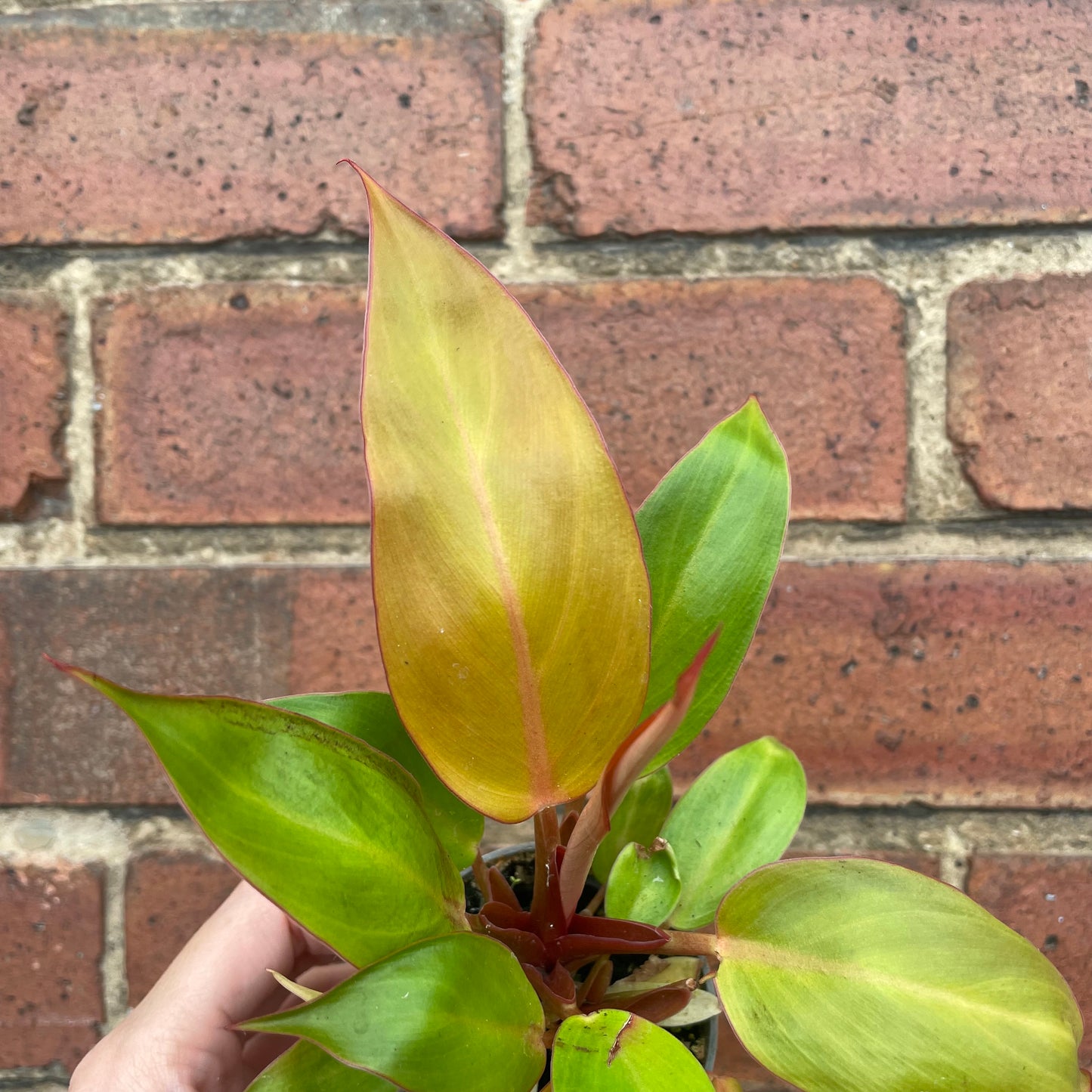 Baby Philodendron Prince of Orange