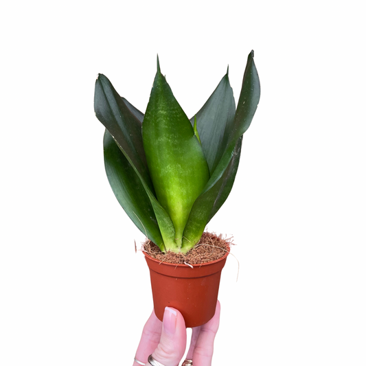 Baby Sansevieria Hahnii Black/Snake Plant