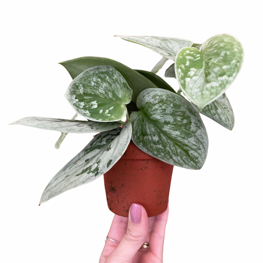 Scindapsus Pictus Silvery Ann Satin Pothos