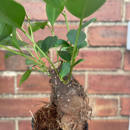 Baby Ficus Ginseng Bonsai Tree