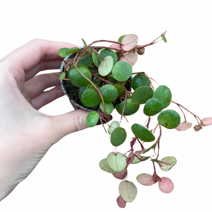 Baby Peperomia Pepperspot String Of Coins