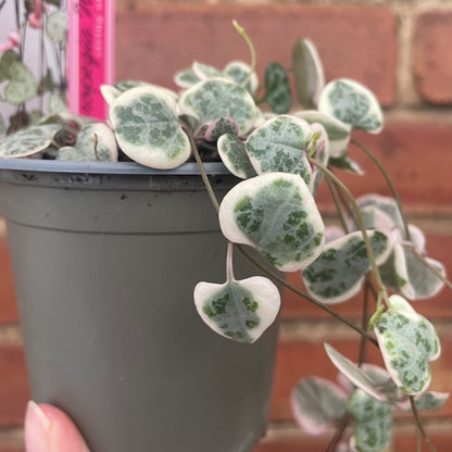 Variegated String of Hearts Ceropegia Woodii 8cm