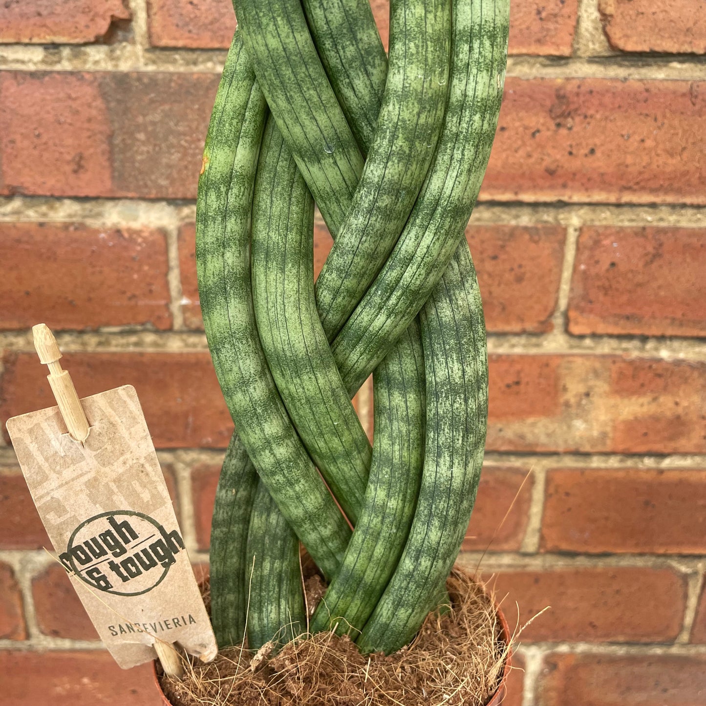 Sansevieria Cylindrica Braided
