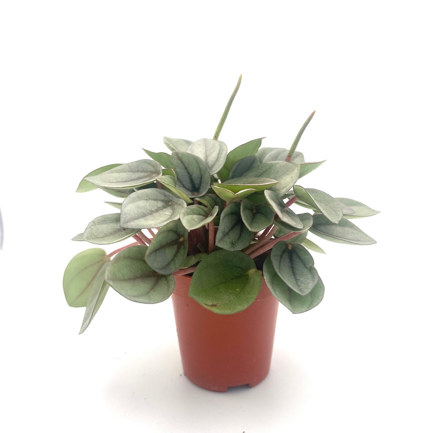 Baby Peperomia Napoli Nights