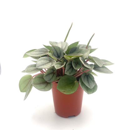 Baby Peperomia Napoli Nights
