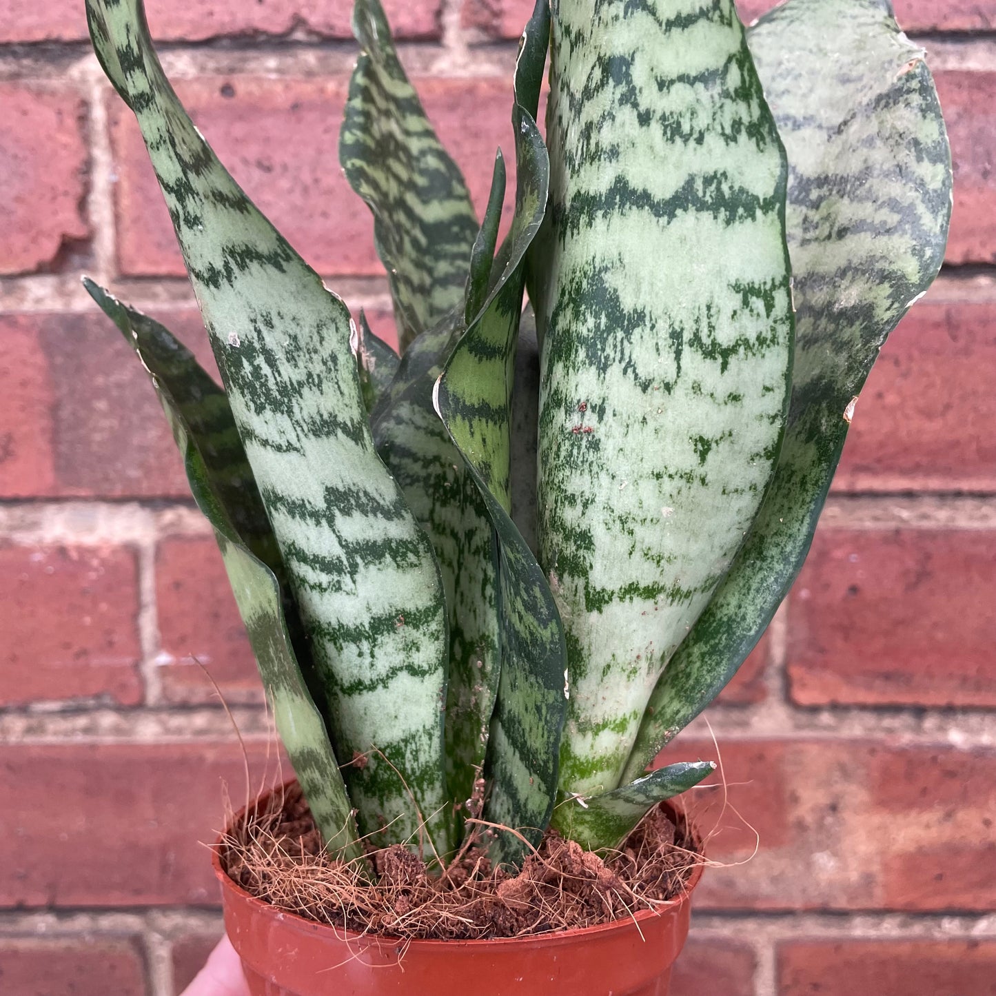Sansevieria Trifasciata Futura/Snake Plant