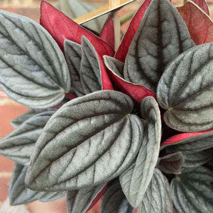 Peperomia Caperata Santorini 12cm pot
