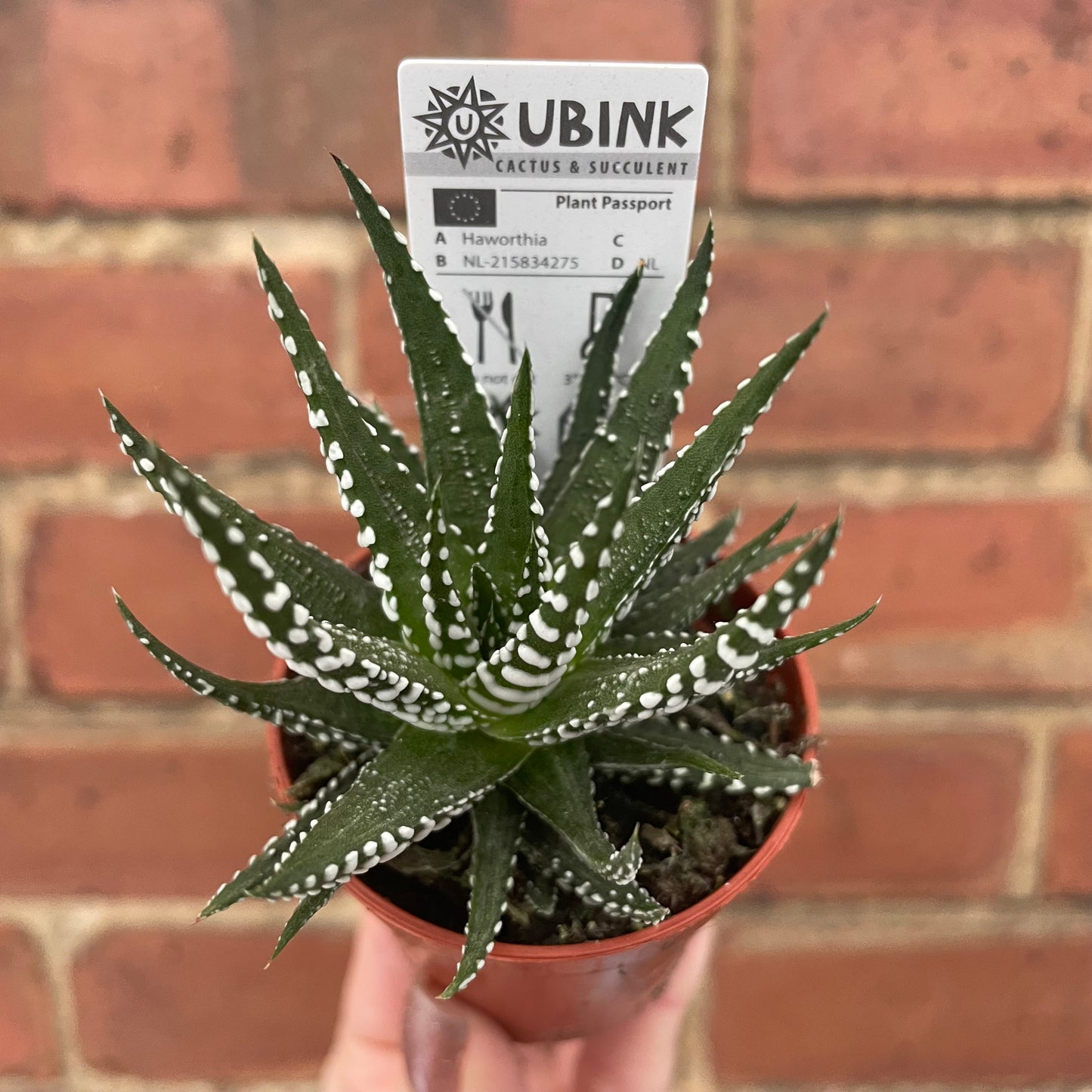 Haworthia Fasciata Alba Succulent Zebra Plant