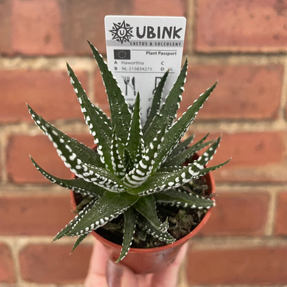 Haworthia Fasciata Alba Succulent Zebra Plant