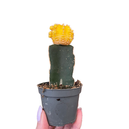 Gymnocalycium Mihanovichii Moon Cactus