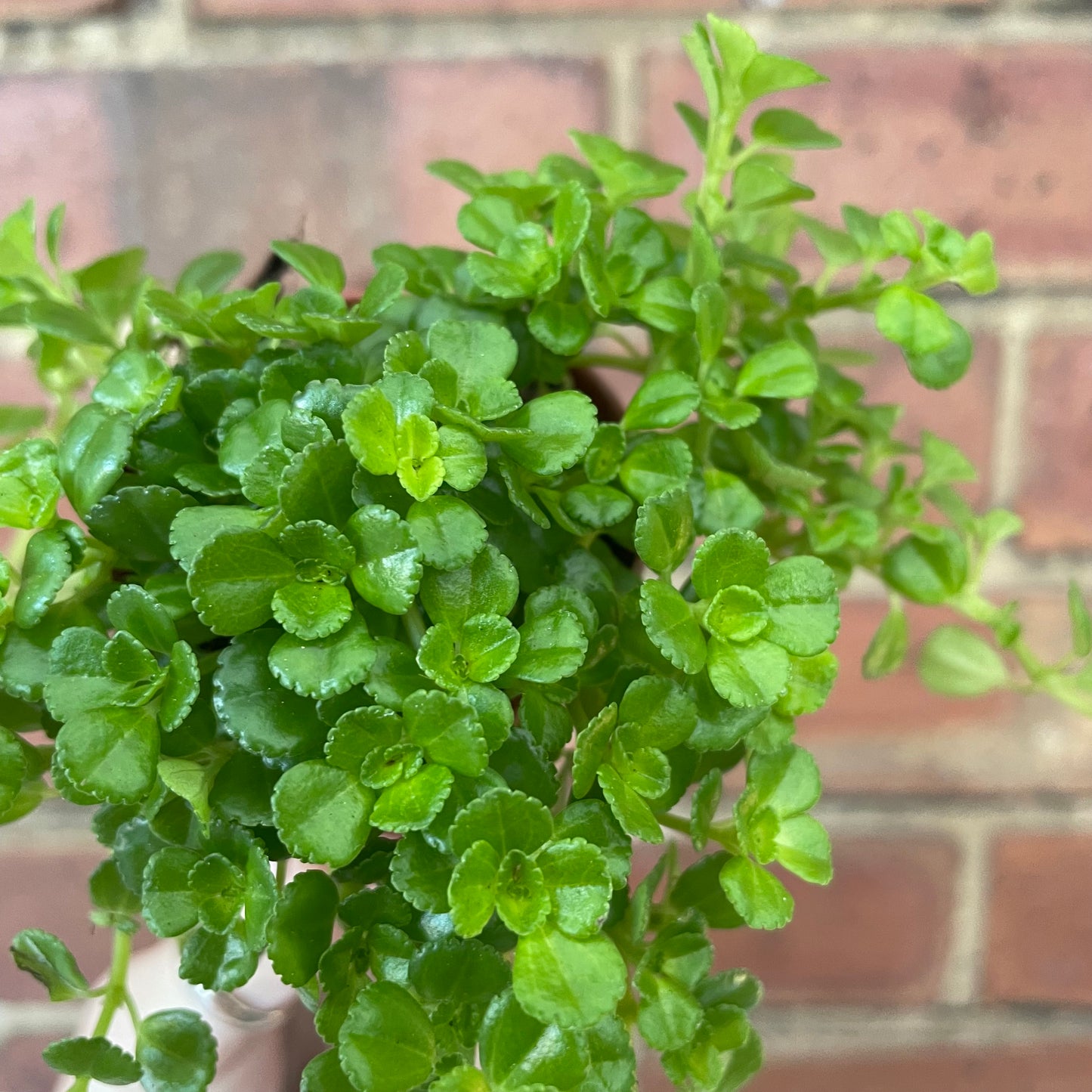 Baby Pilea Depressa