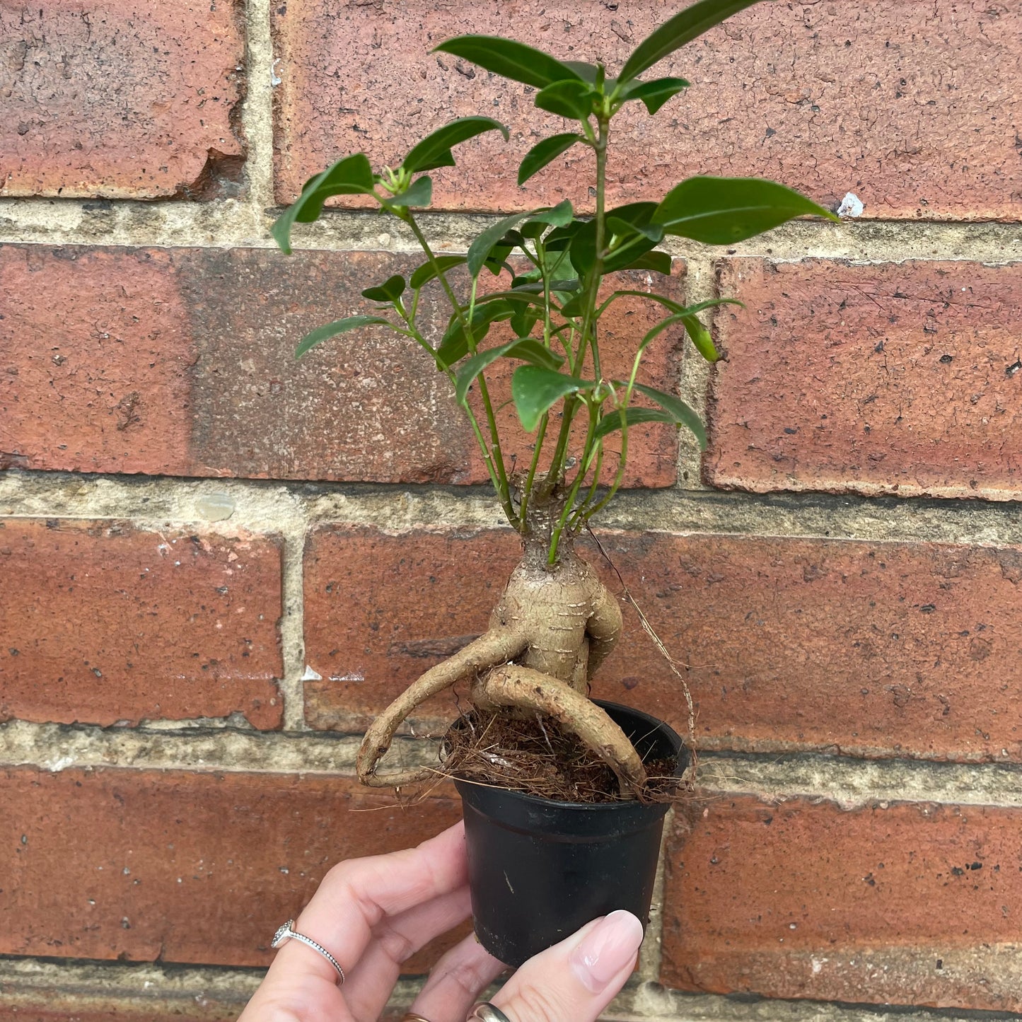 Baby Ficus Ginseng Bonsai Tree