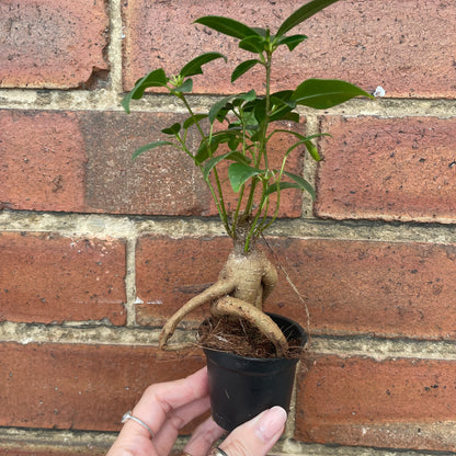 Baby Ficus Ginseng Bonsai Tree