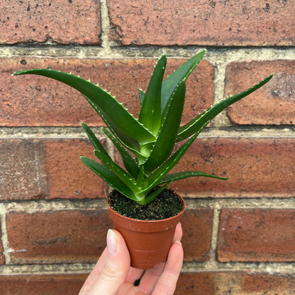 Baby Aloe Mitre Plant