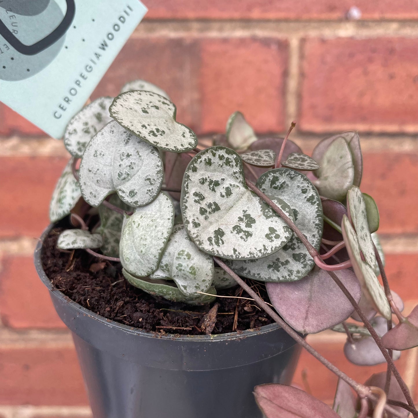 String Of Hearts Ceropegia Woodii 8.5cm