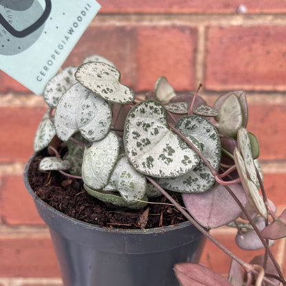 String Of Hearts Ceropegia Woodii 8.5cm