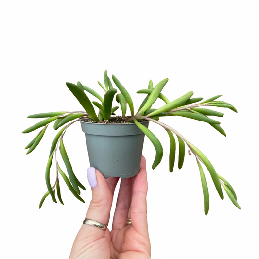 Baby Senecio 'Purple Flush'