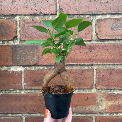 Baby Ficus Ginseng Bonsai Tree